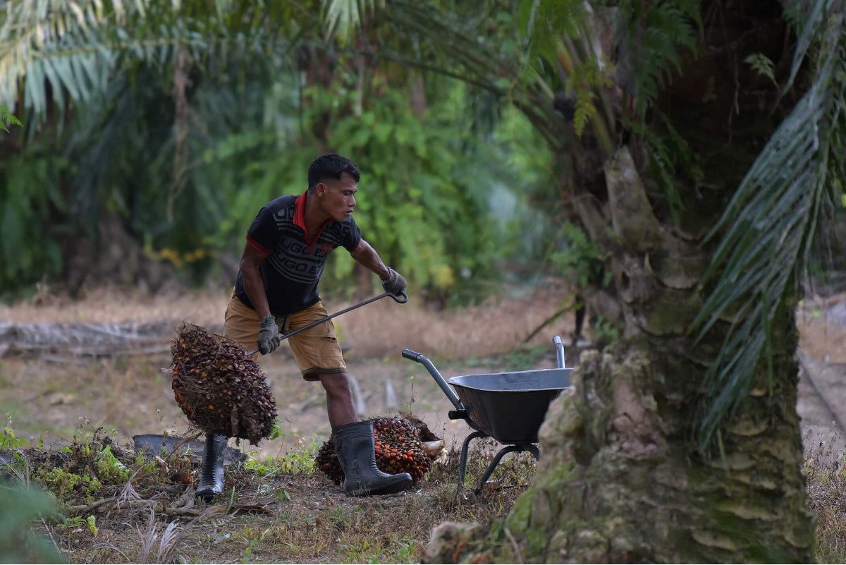 Hamzah said the government had previously agreed to allow the entry of 32,000 foreign workers with special exemptions to meet the manpower needs of the plantation sector, especially oil palm. (Photo by Mohd Suhaimi Mohamed Yusuf/The Edge)